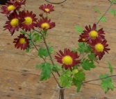 Nov: A 2nd - Red Molly chrysanthemum - Jane O'Kill
