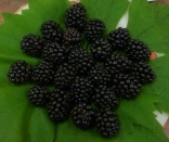 C 2nd - Blackberries - Rosemary Everett