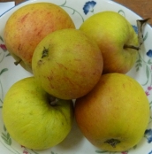 Nov: C 3rd - Cox's Apples - Joan Ware