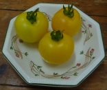 D 1st - Yellow Tomatoes - Agnes Green