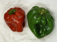 D 2nd - Sweet Peppers - Pam Stanley