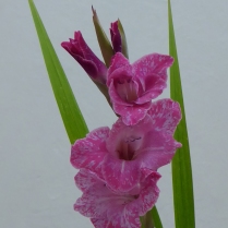K 2nd - Gladiolus - Rosemary Everett