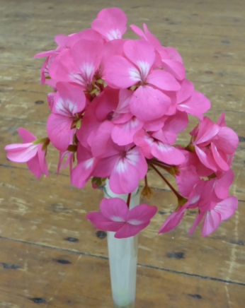 a-2nd-pelargonium-rosemary-everett