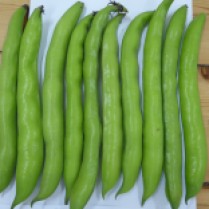 D 1st - Broad Beans 'Histal' - Alan Young