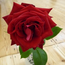 K 3rd - Rose 'Ruby Wedding' - Carolann Young
